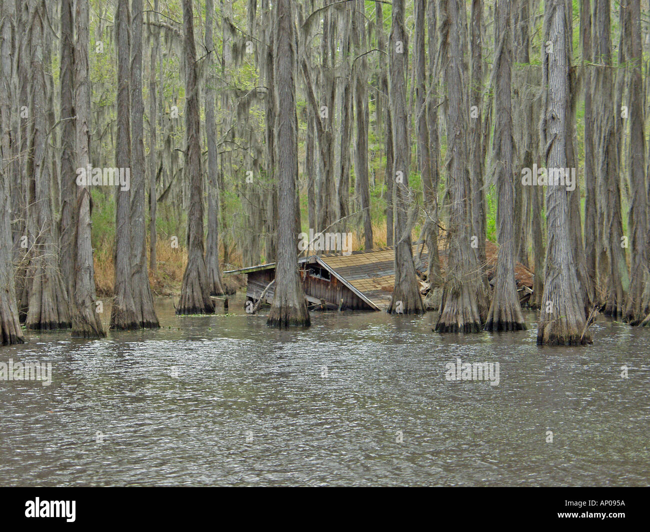 Submerged Cabin Shoreline Caddo Lake Stock Photo 1444185 Alamy