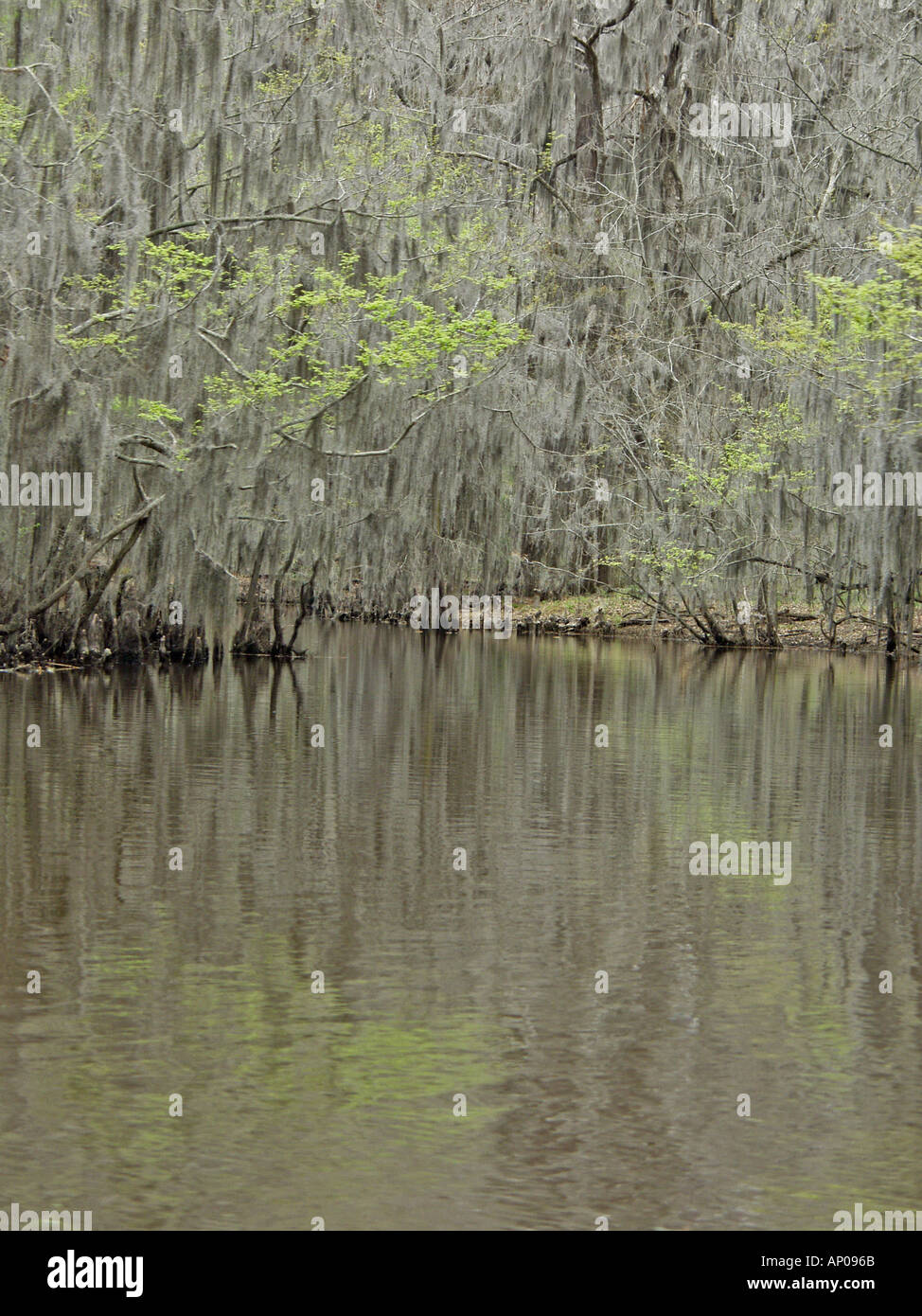 Moss draped shoreline of scenic Caddo Lake This is the only natural