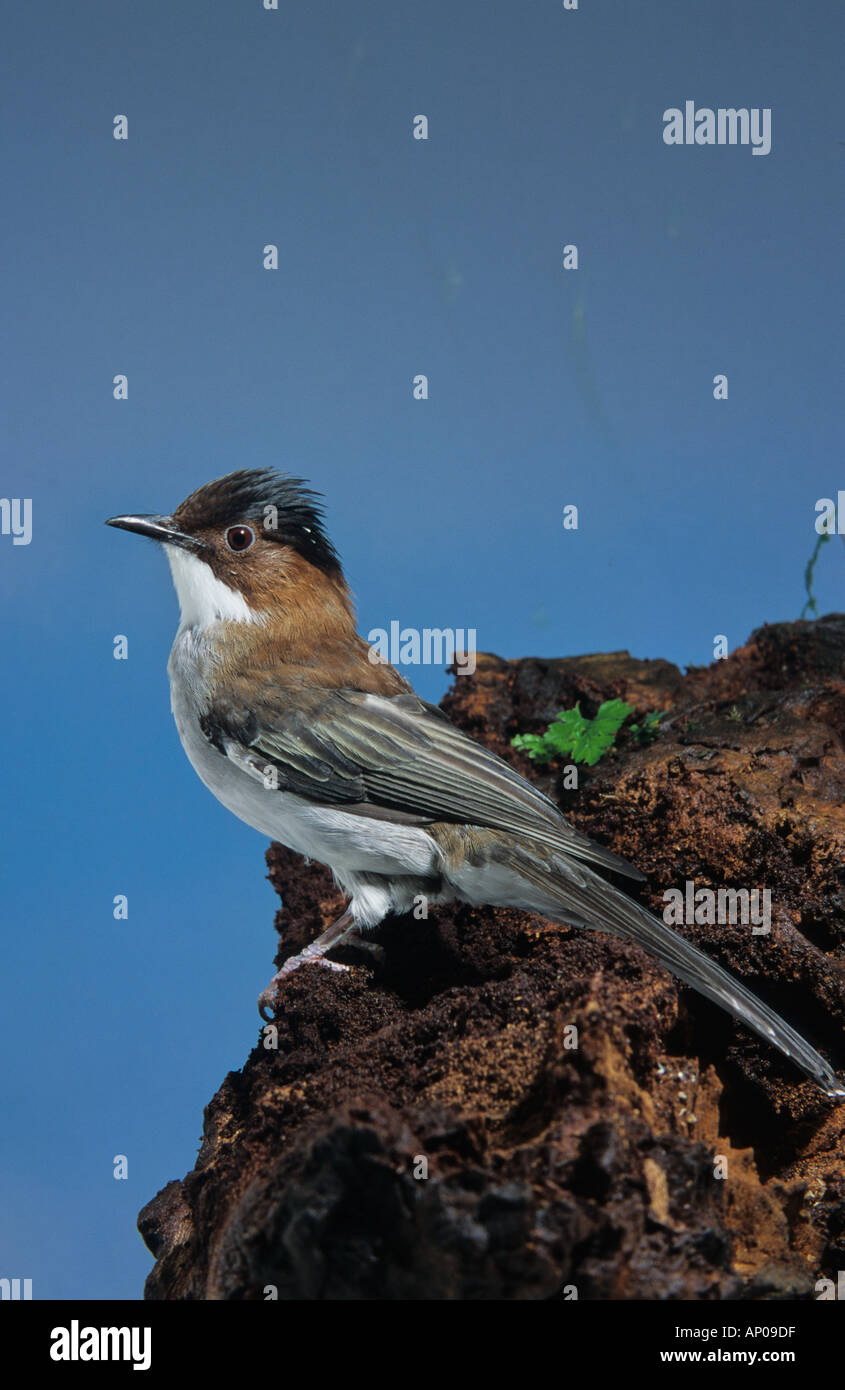 Hypsipetes castanonotus hi-res stock photography and images - Alamy