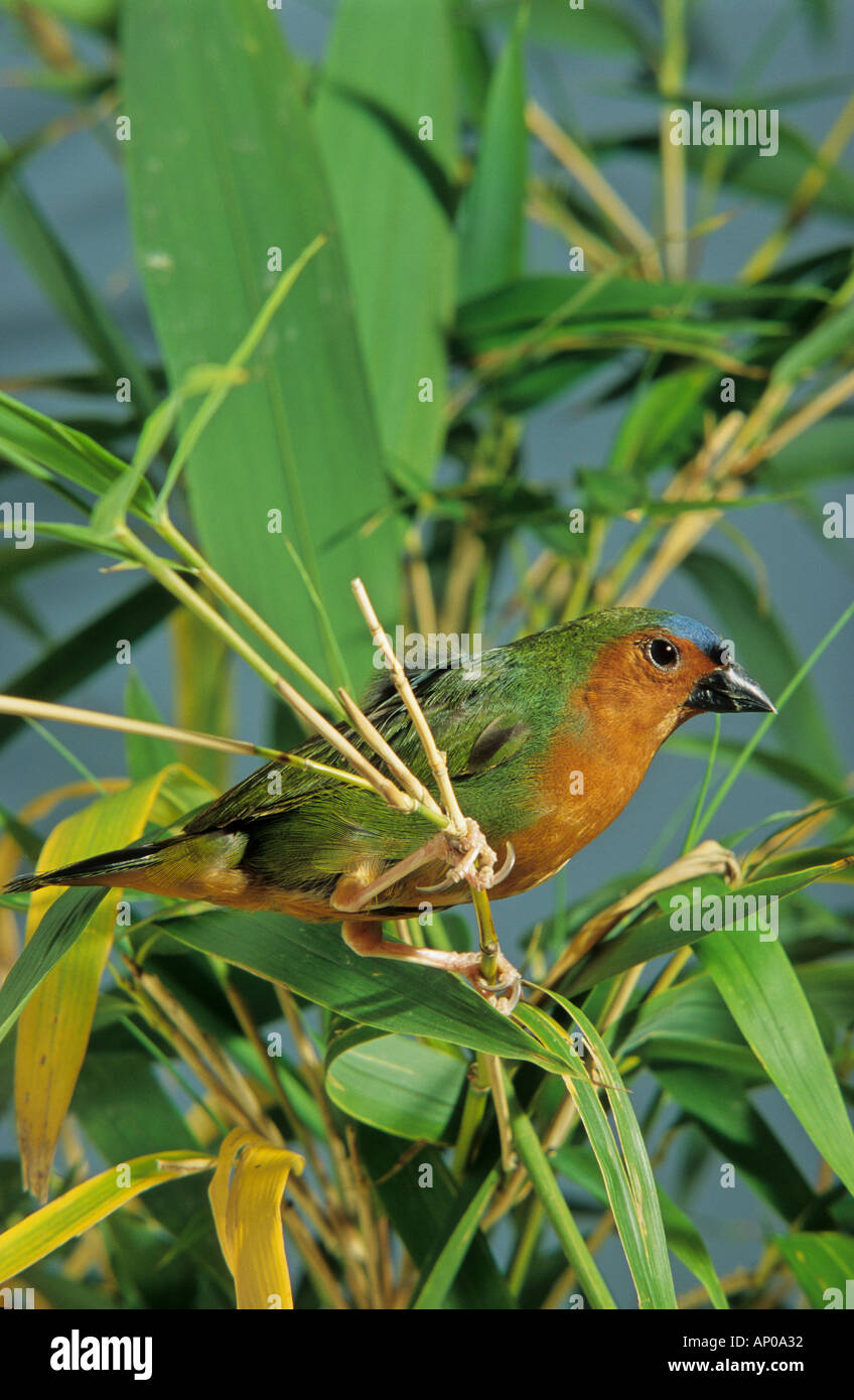 Bamboo Parrot Finch (Erythrura hyperythra)  Bamboo Parrofinch, Green-tailed Parrofinch, Bamboo Munia Stock Photo