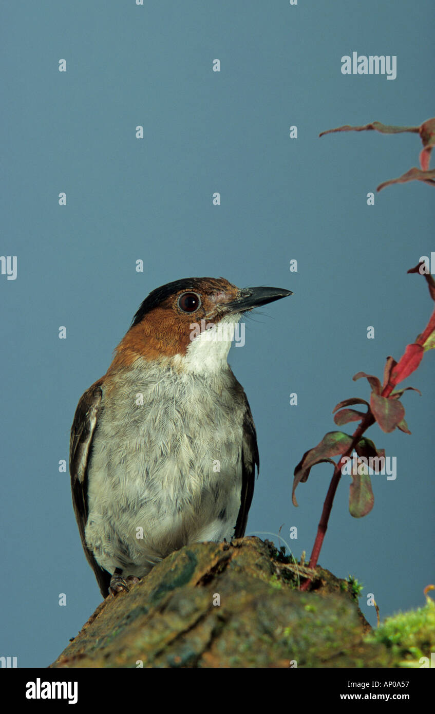 Hypsipetes castanonotus hi-res stock photography and images - Alamy