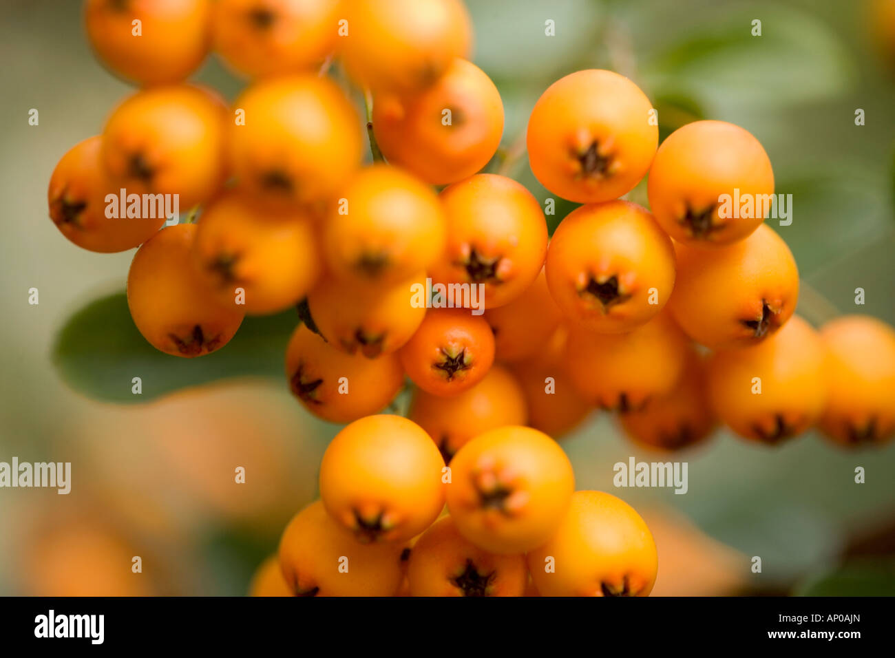 Orange berries 'Pyracantha Saphyr Orange syn Cadange' in close up detail Stock Photo