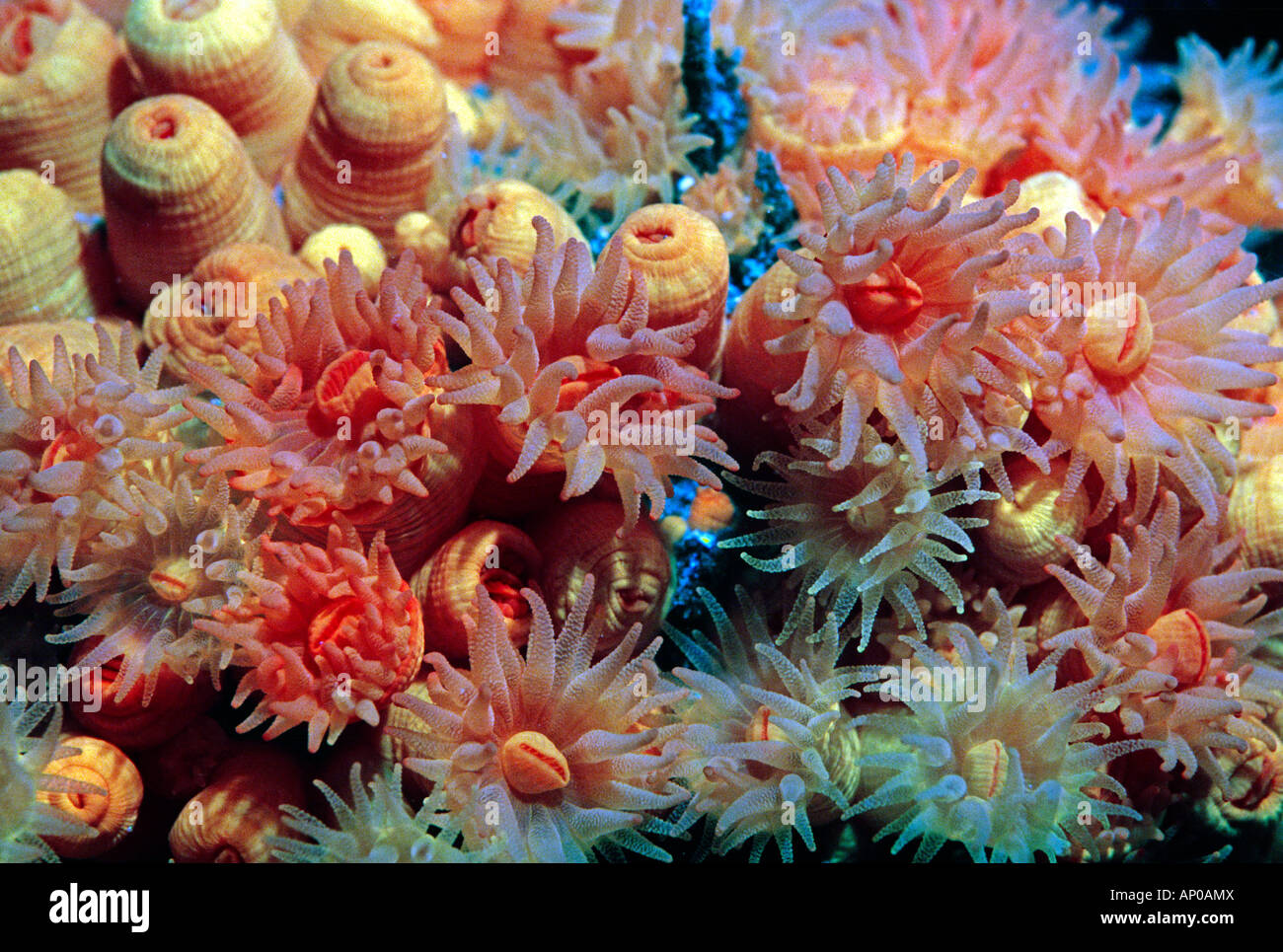 Closeup sea anemones in Gibraltar Mediterranean Stock Photo