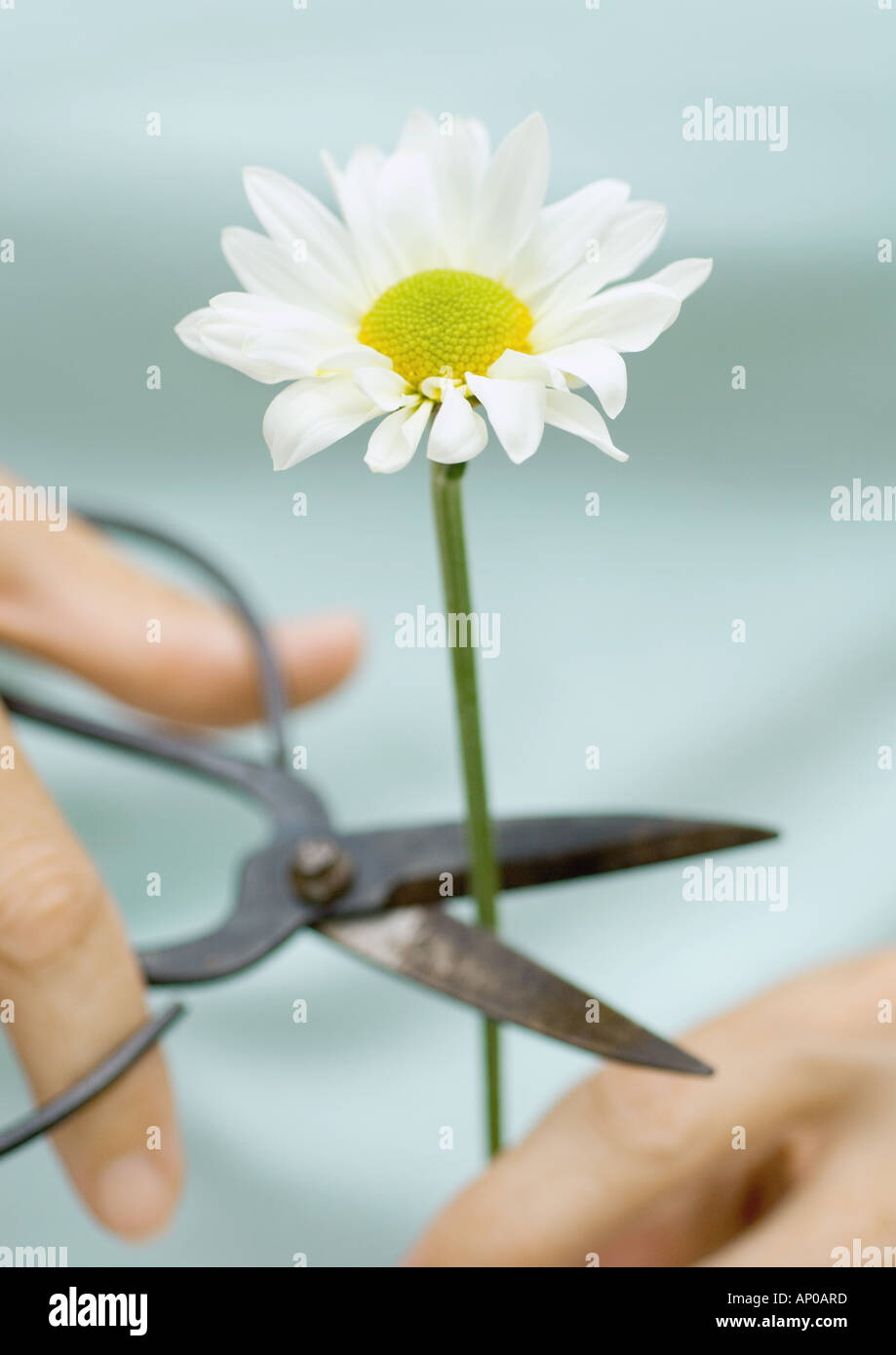 Cutting stem of a daisy Stock Photo Alamy