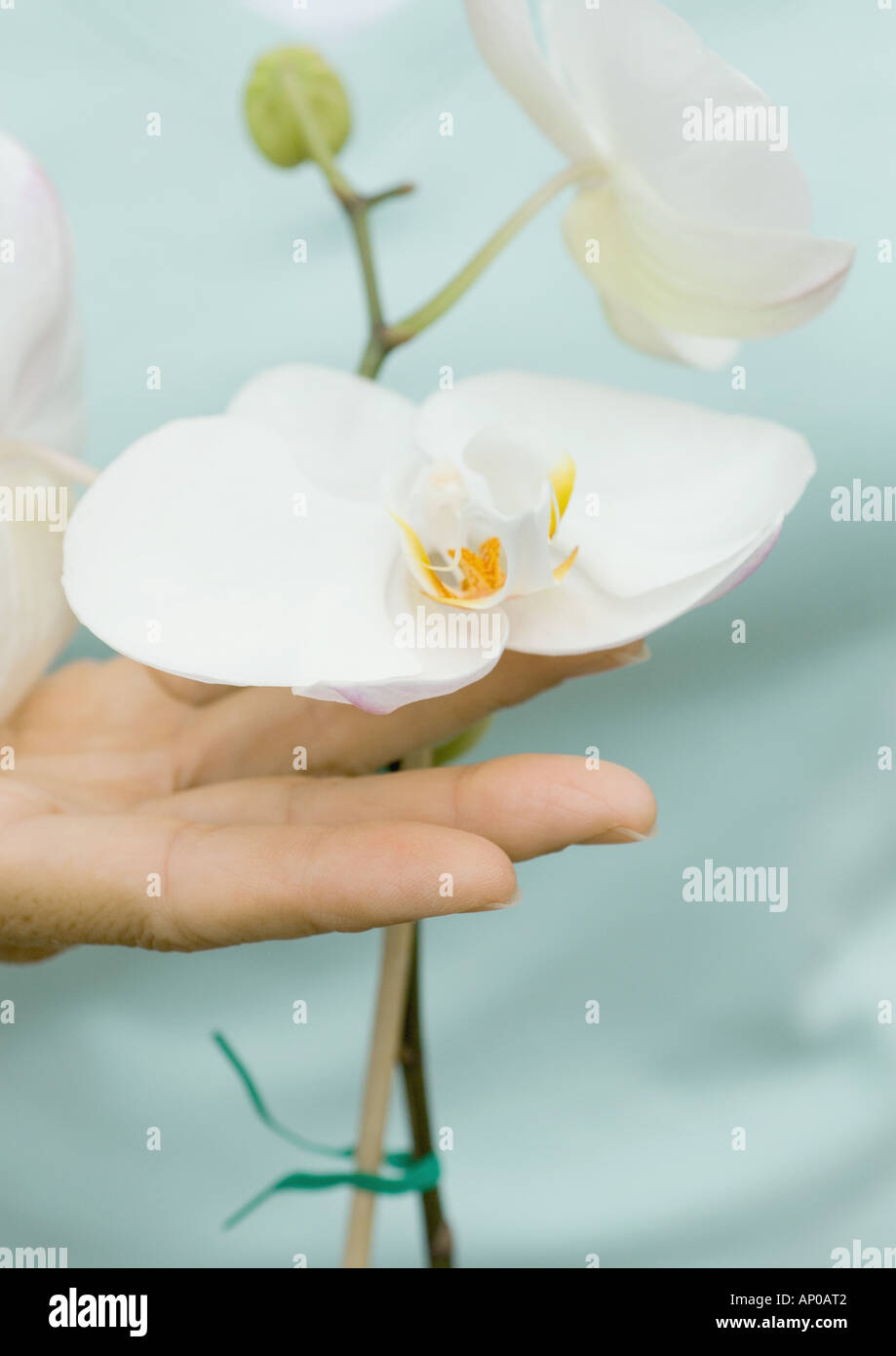 Person's hand under orchid blossom Stock Photo