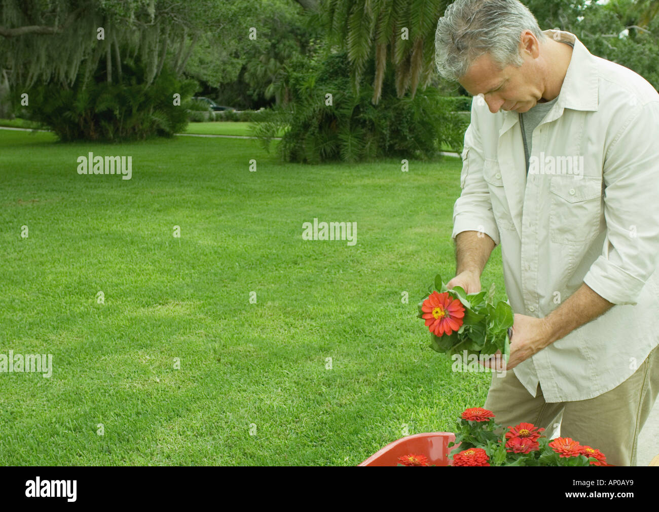 Mature man holding potted flower Stock Photo