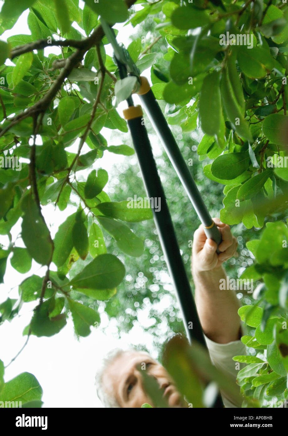 Pruning tree branch hi-res stock photography and images - Alamy