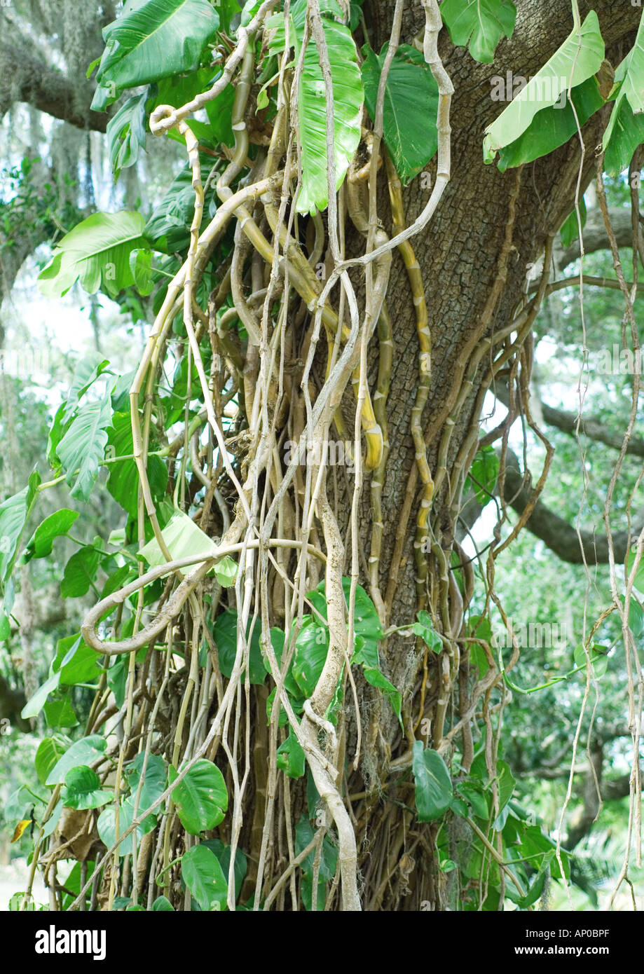 Vines hanging from tree Stock Photo