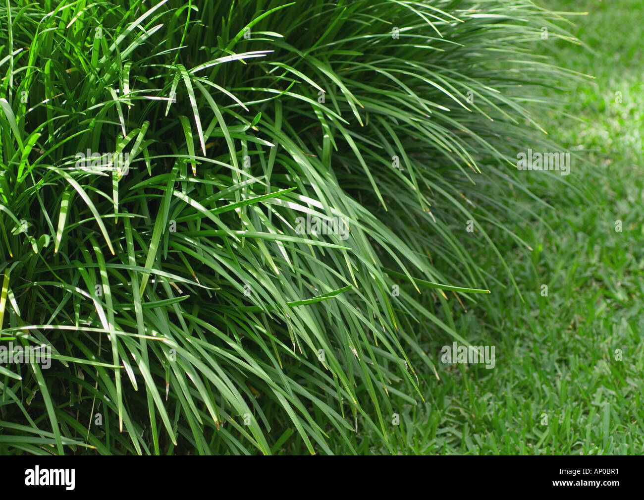 Monkey grass Stock Photo