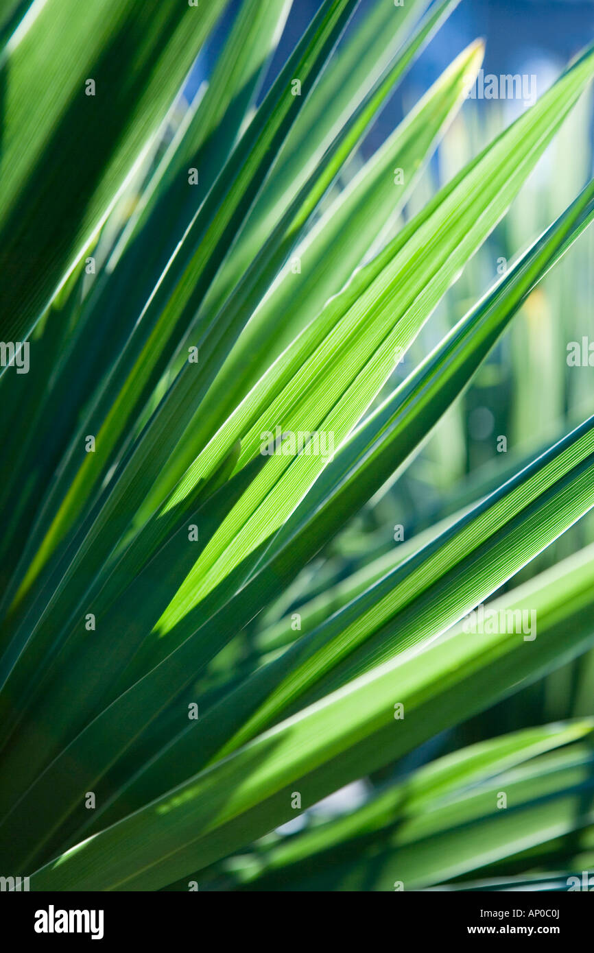 Palm leaves and foliage Stock Photo