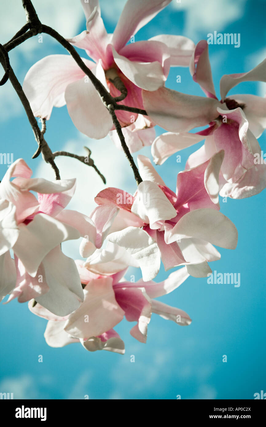 Magnolia flowers hanging from a branch Stock Photo - Alamy