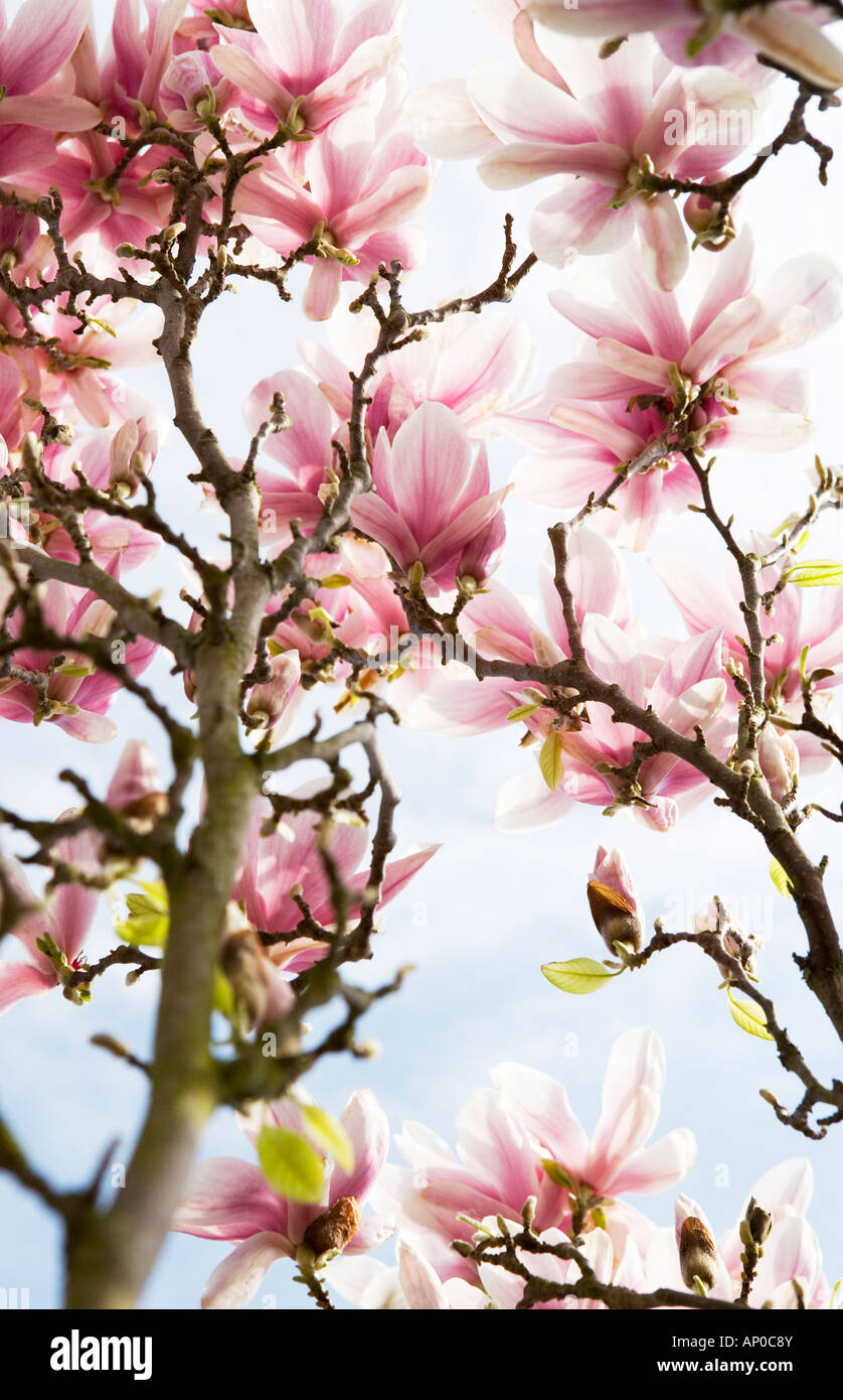 Magnolia tree flowers flowering in spring Stock Photo - Alamy