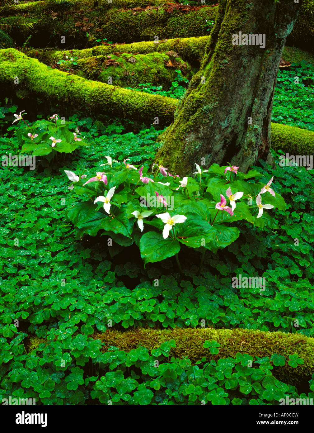 Ground cover of redwood sorrel with flowering trillium and mossy log on forest floor in Green Valley Creek on Vashon Island WA Stock Photo