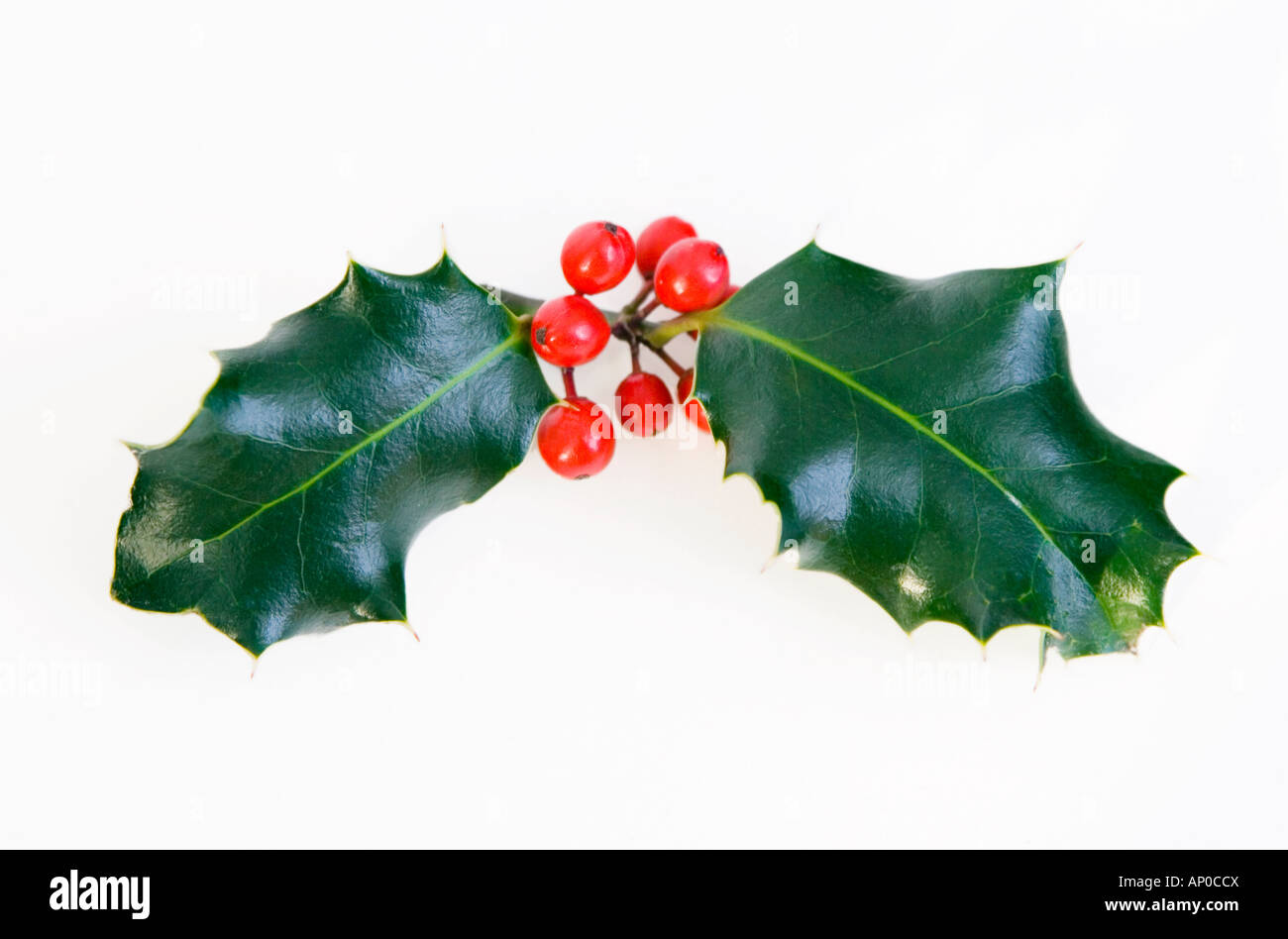 A sprig of holly leaves and red berries on white background Stock Photo