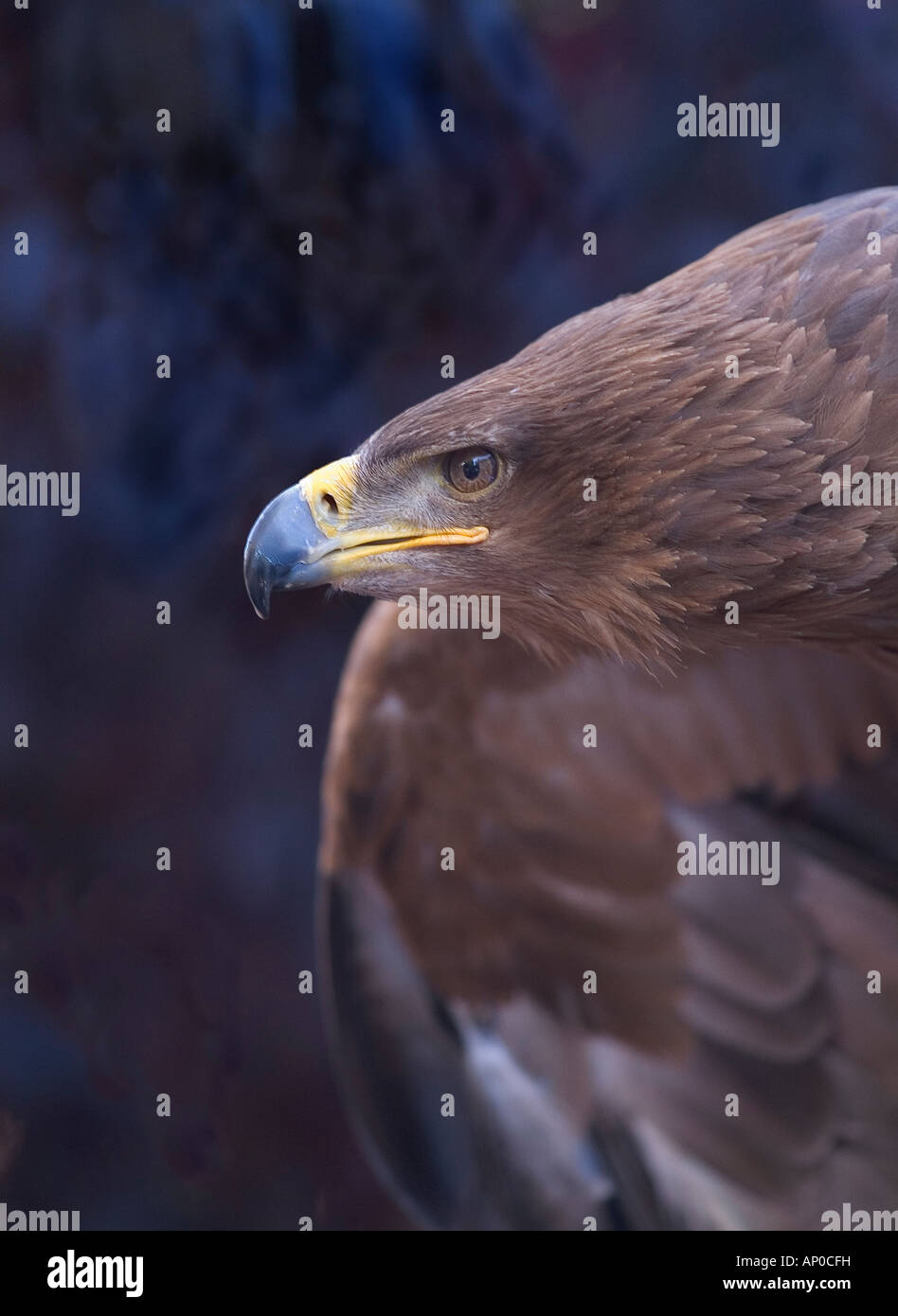 Halcon harrys hi-res stock photography and images - Alamy