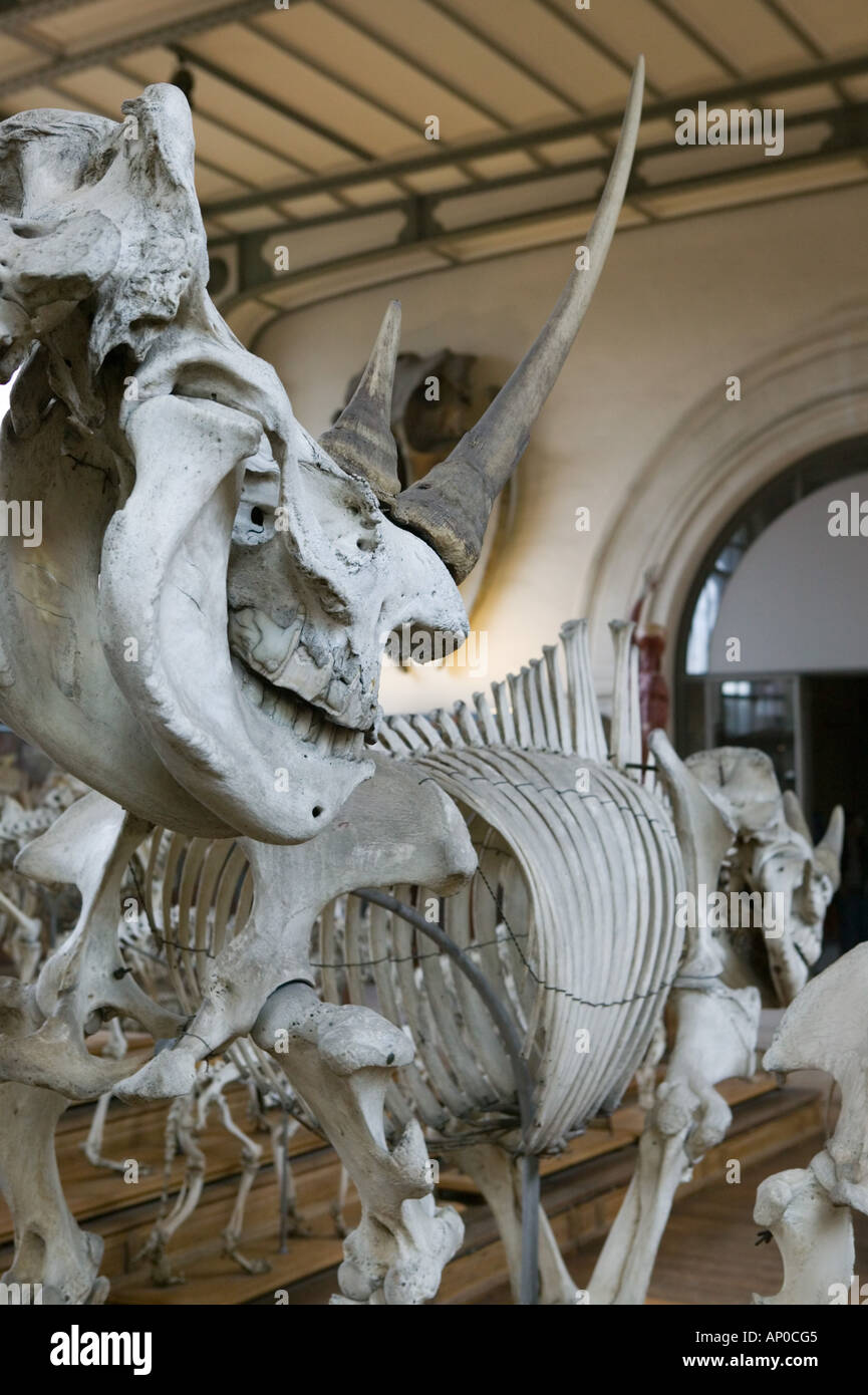 Europe, France, Paris, Austerlitz Museum of Comparative Anatomy