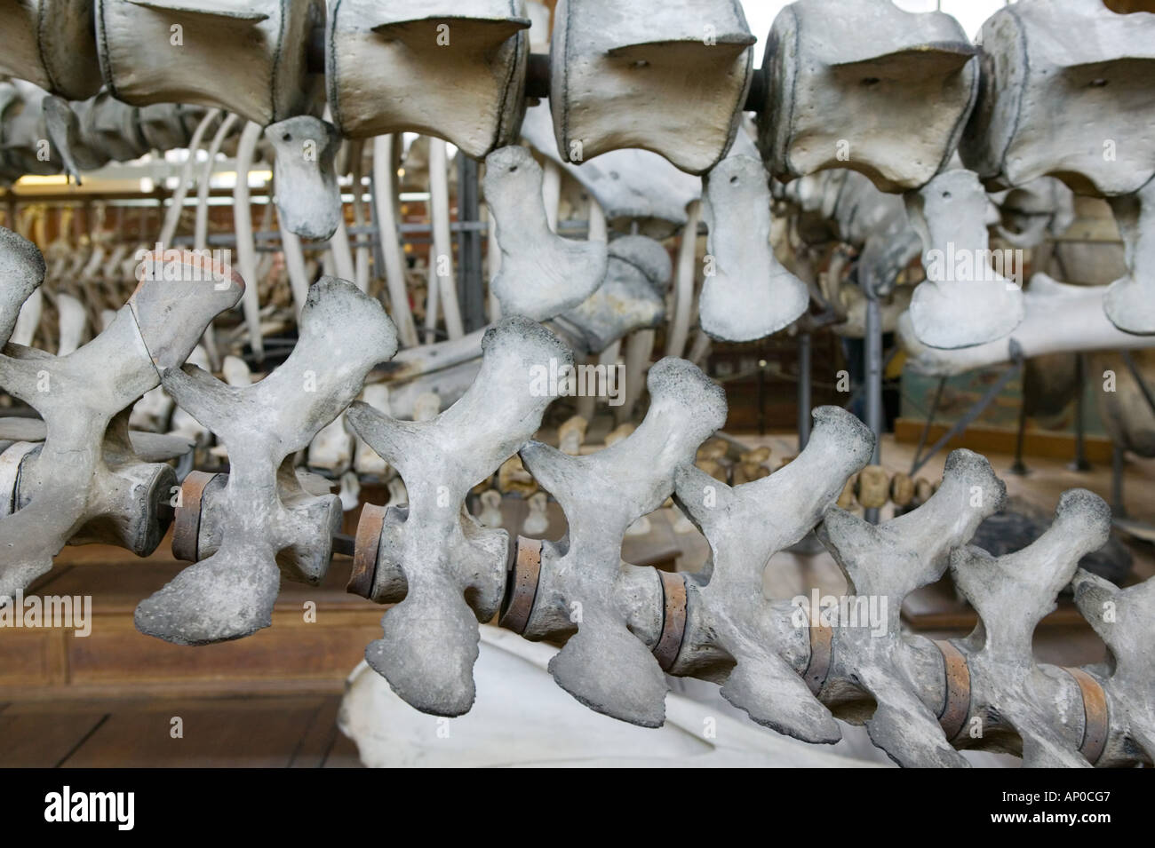 Europe, France, Paris, Austerlitz Museum of Comparative Anatomy