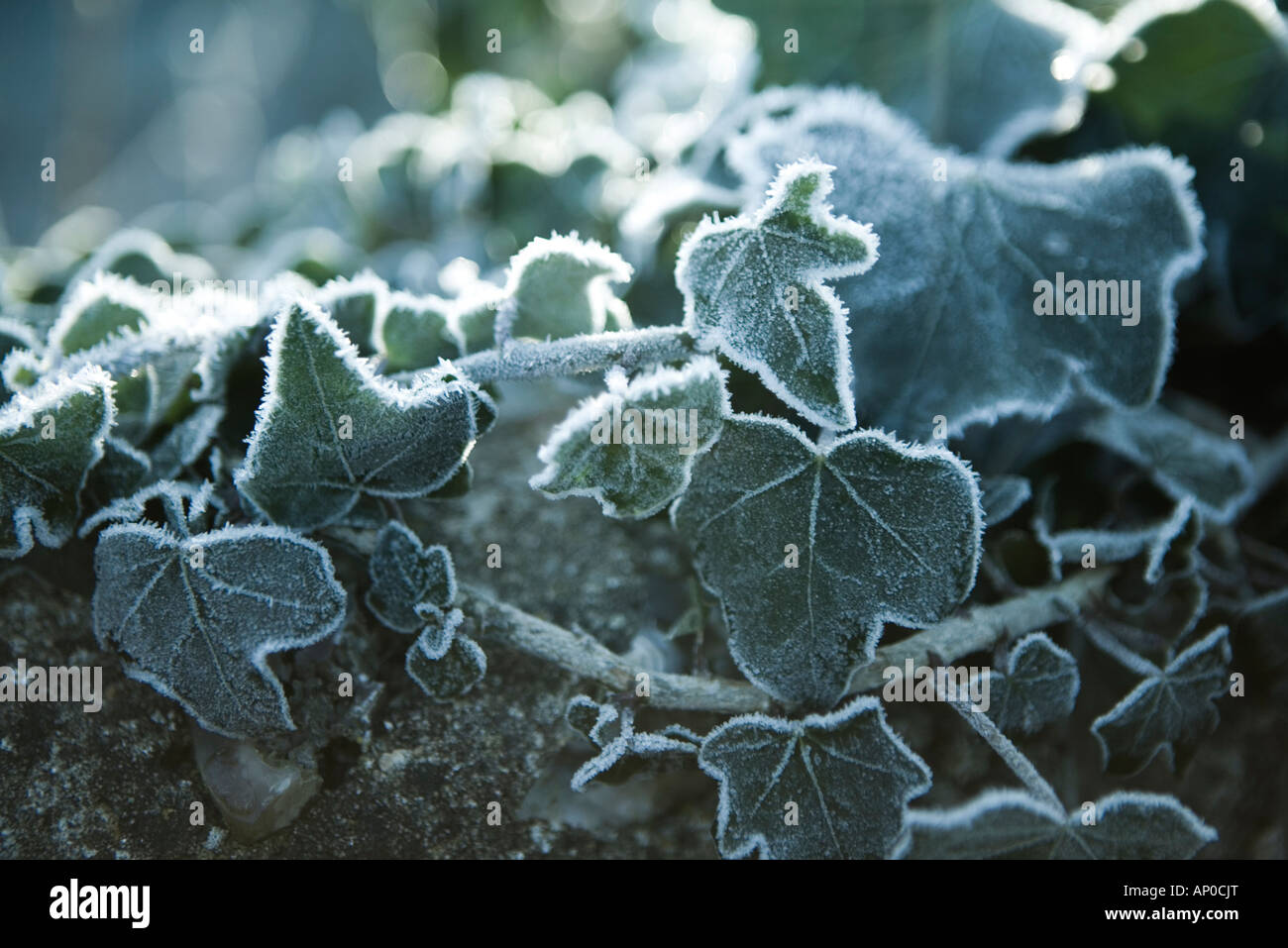 A covering of frosted ivy leaves on a dry stone wall on a winters