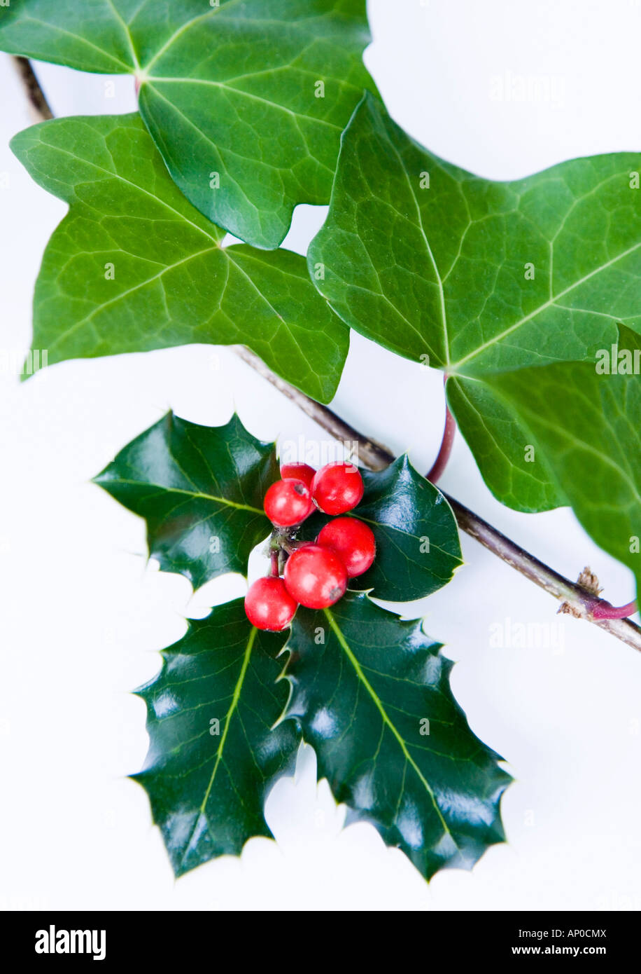A sprig of holly leaves and red berries against an ivy vine on white background Stock Photo