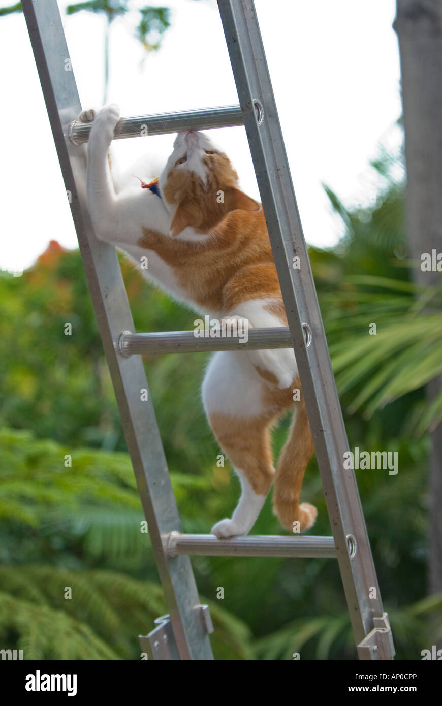 Cat ladder hires stock photography and images Alamy