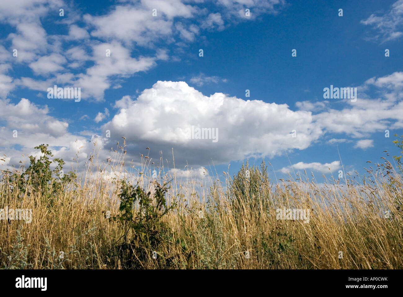 Landscape with blue sky and cumulus clouds Sussex England UK Stock ...