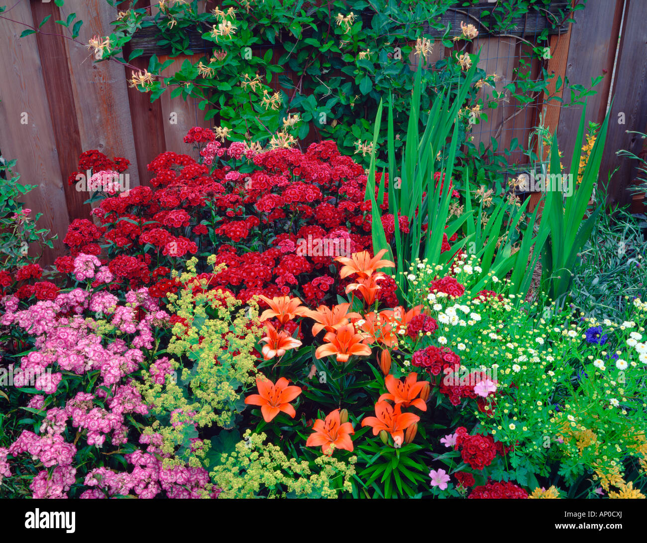 Vashon Island WA Garden detail of orange lilies sweet william 