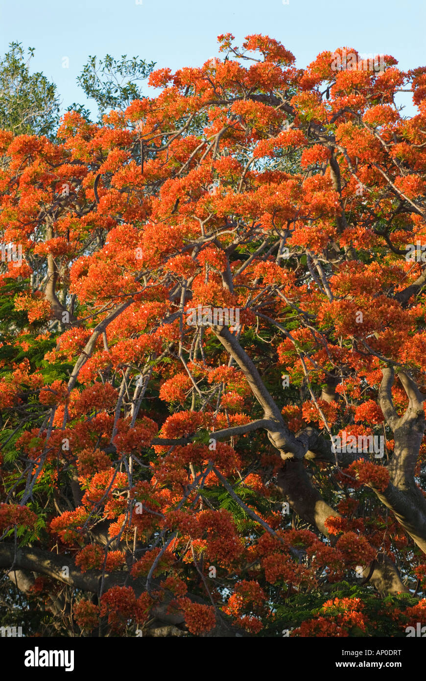 Royal Poinciana trees in bloom Queensland Australia Stock Photo Alamy