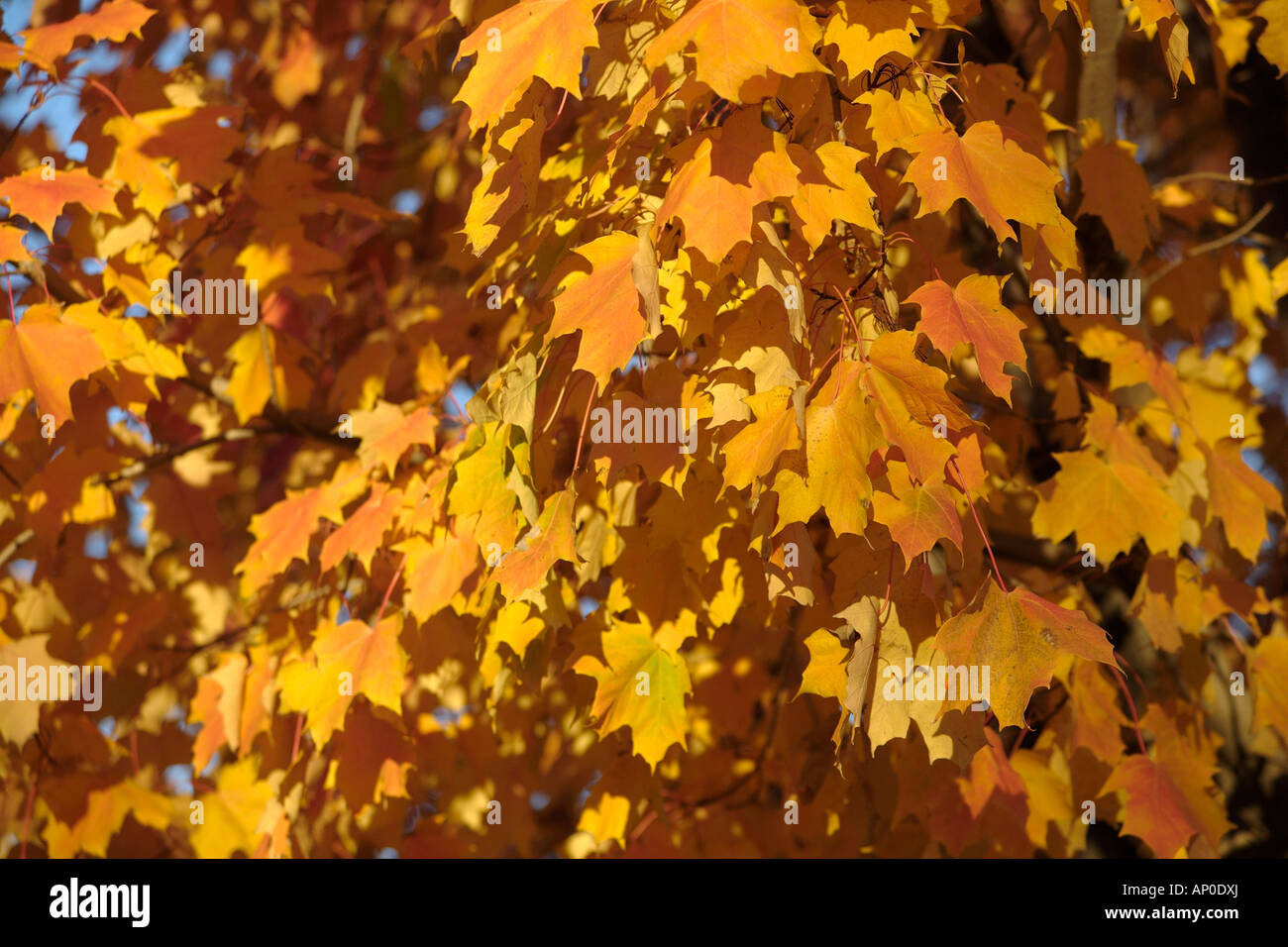 Autumn leaves. Montreal, Quebec, Canada Stock Photo Alamy