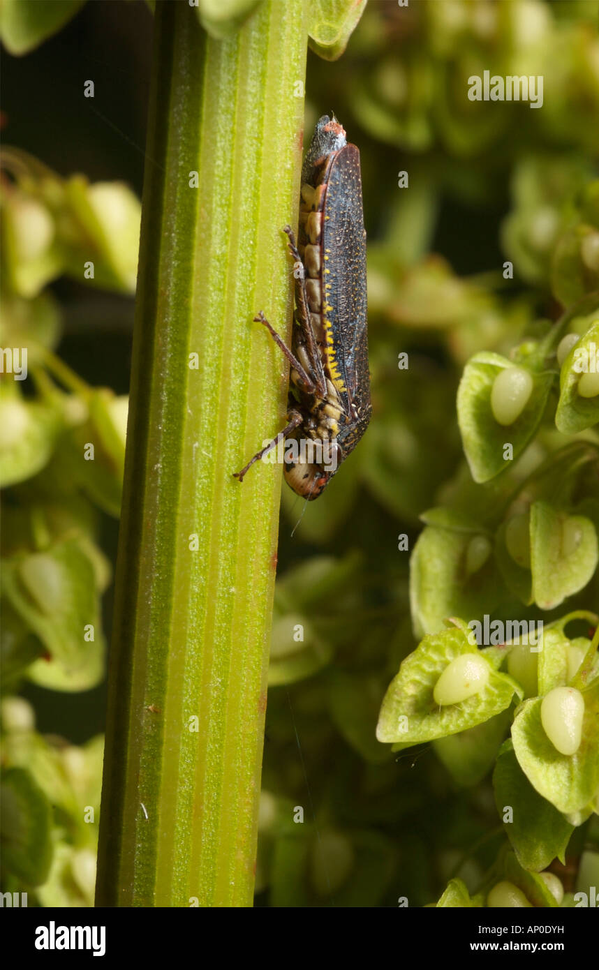 Speckled Sharpshooter leafhopper on a twig. Paraulacizes irrorata Stock Photo