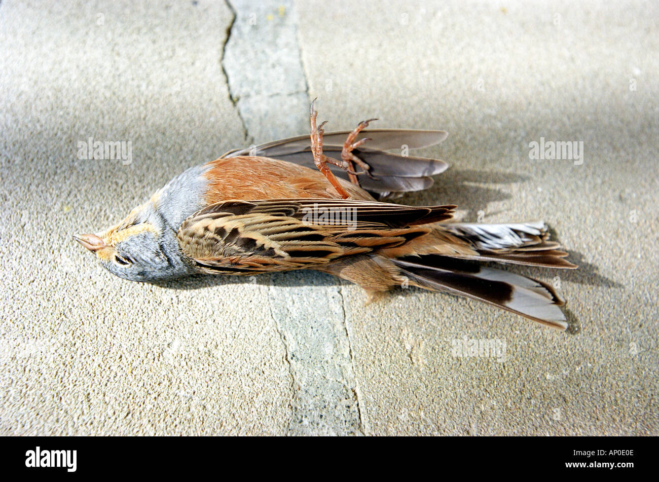 A dead sparrow Stock Photo