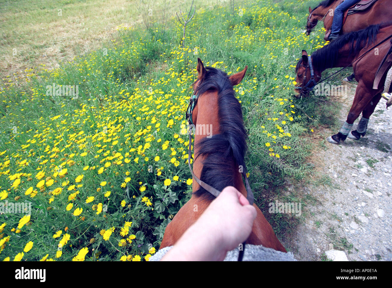 Horse riding in the countryside in Cyprus Stock Photo Alamy