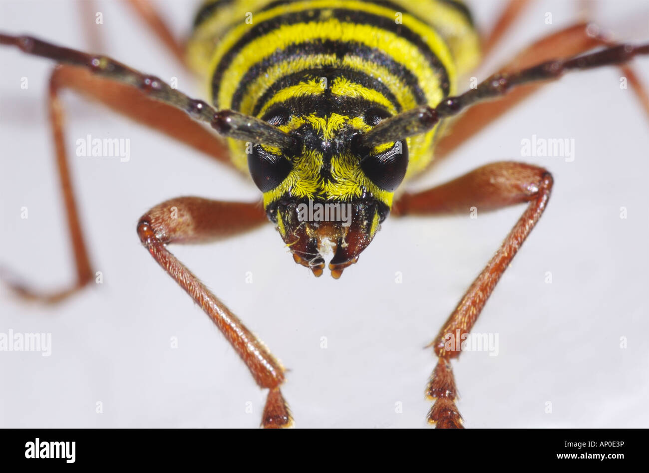 Locust borer beetle on white background in the studio Megacyllene robiniae Stock Photo