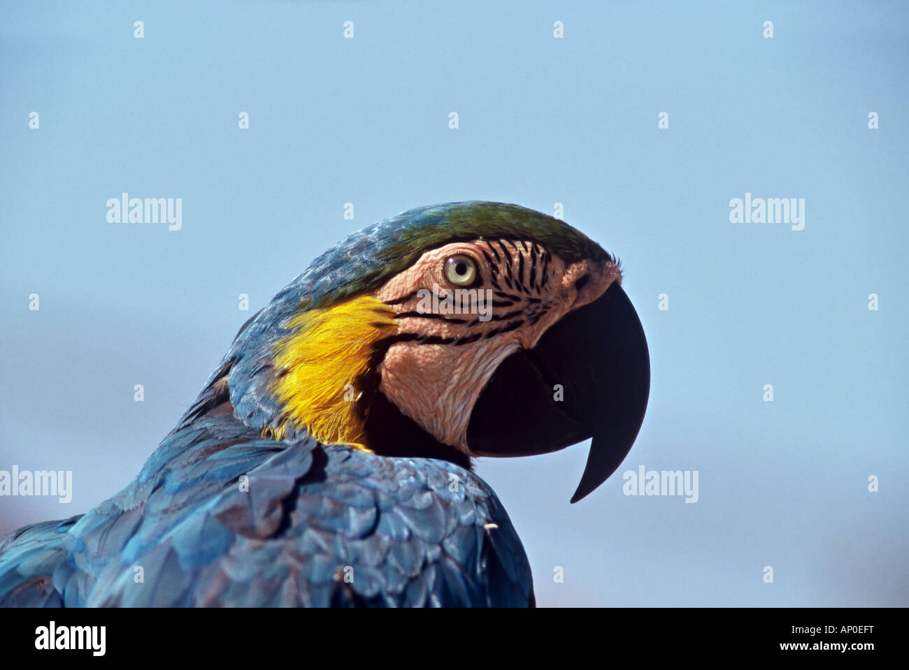 Over the shoulder close up portrait of a Gold Blue Macaw Parrot Stock Photo