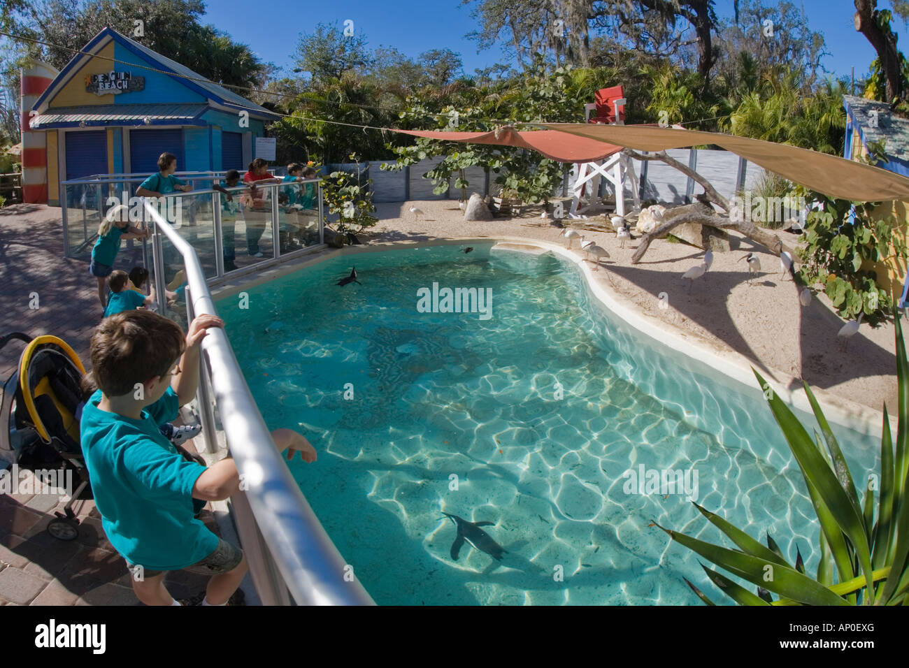 African Penguin exhibit at the Lowry Park Zoo Tampa Florida Stock Photo