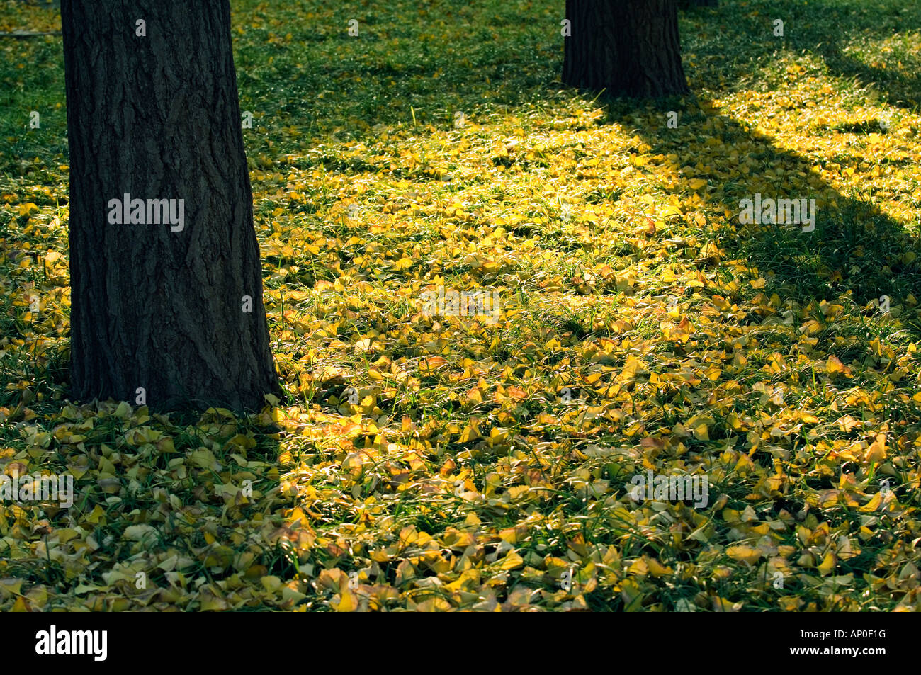 Ritan Park autumn colours Beijing China Stock Photo