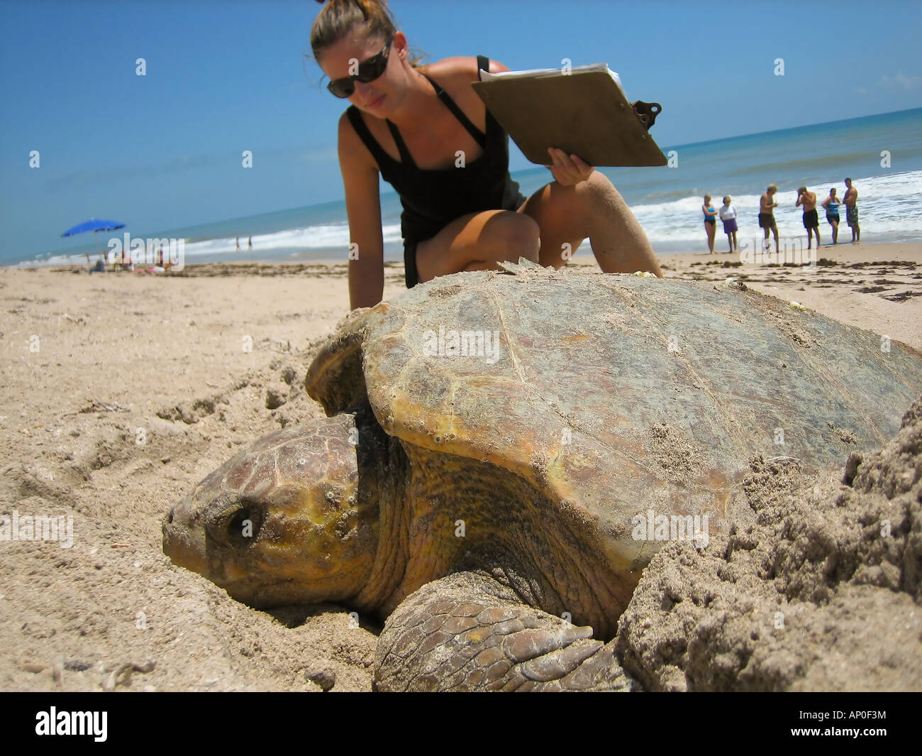researcher with nesting loggerhead sea turtle Stock Photo