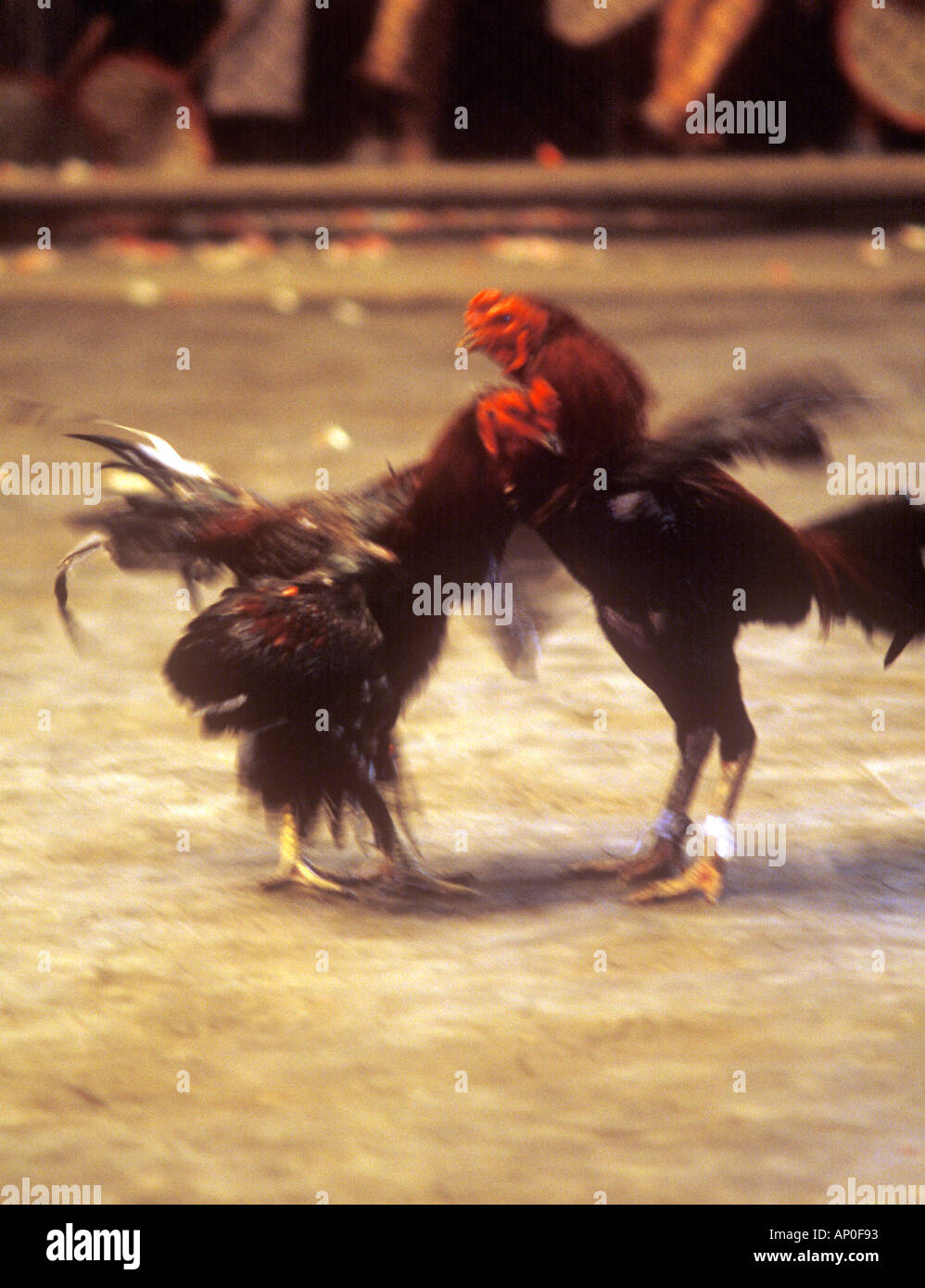 Cockfighting display at Rose Garden near Bangkok, Thailand Stock Photo