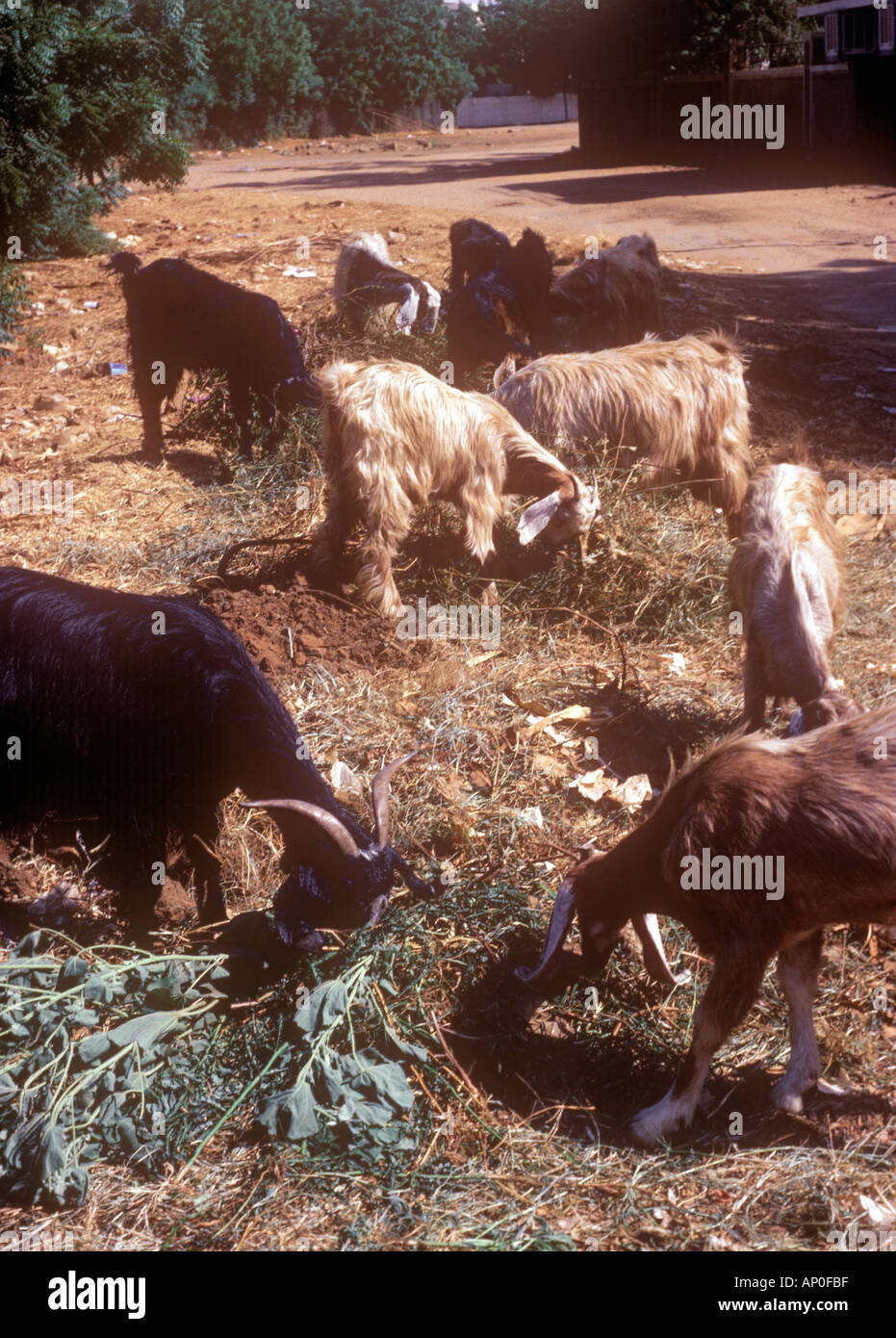 Goats foraging through rubbish at side of road Khartoum Sudan Stock Photo