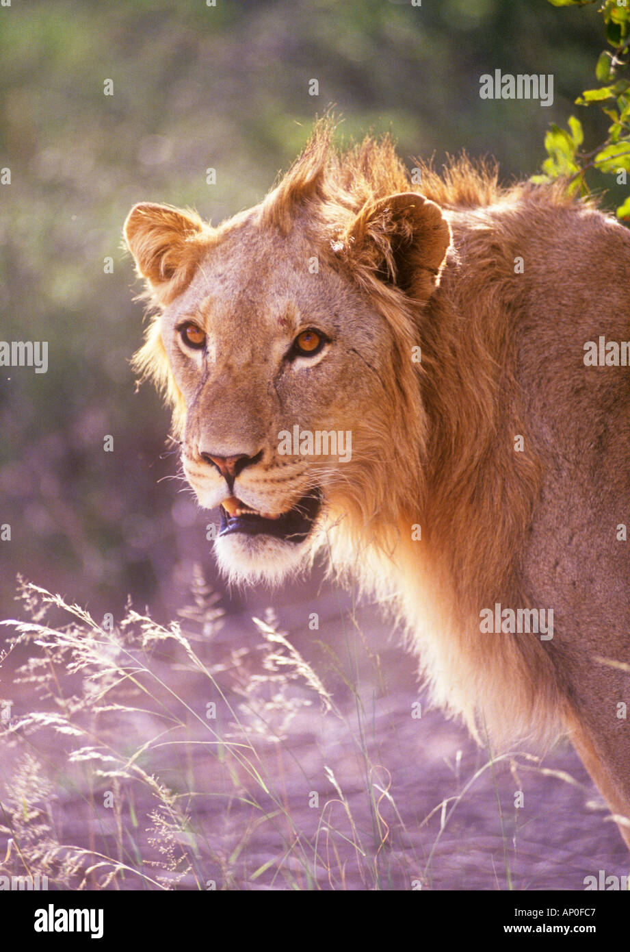 Lioness Panthera Leo Transvaal South Africa Stock Photo