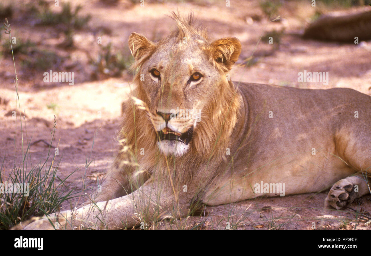 Lioness Panthera Leo Transvaal South Africa Stock Photo