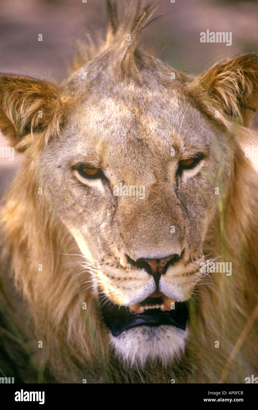 Lioness (Panthera Leo) Transvaal South Africa Stock Photo