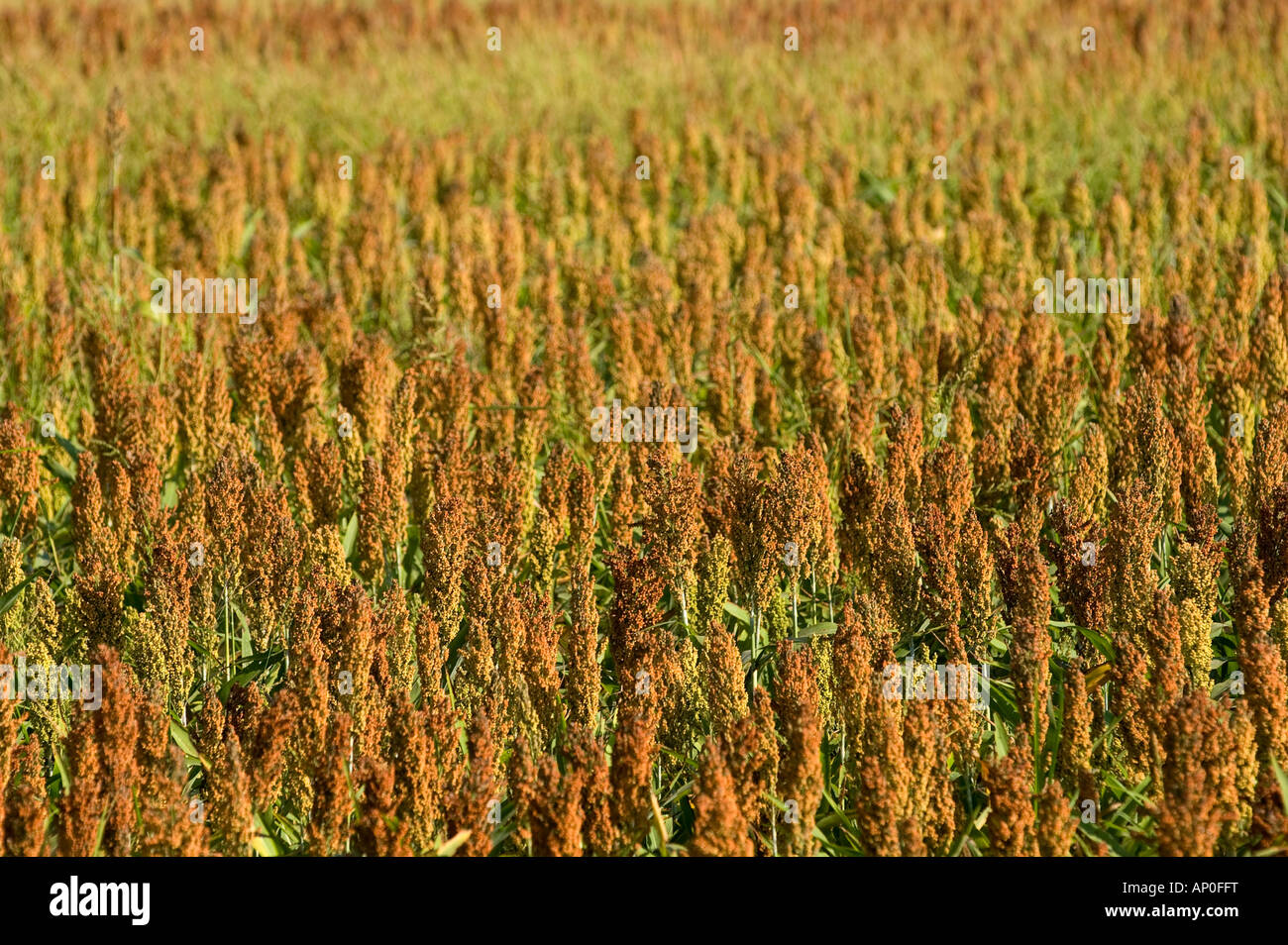 Agricultural milo crop on farmland in Walnut Ridge on the Mississippi