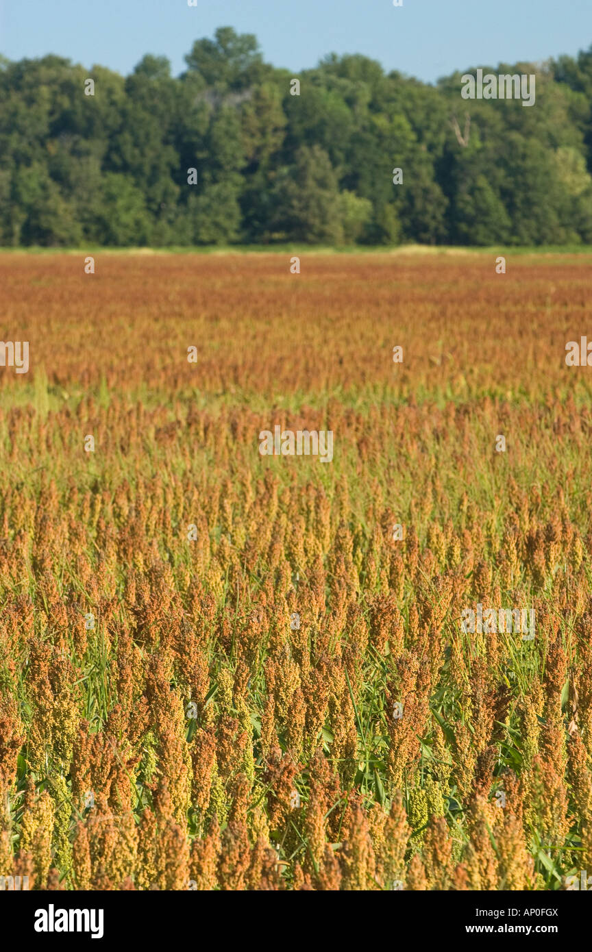 Milo field crops hires stock photography and images Alamy