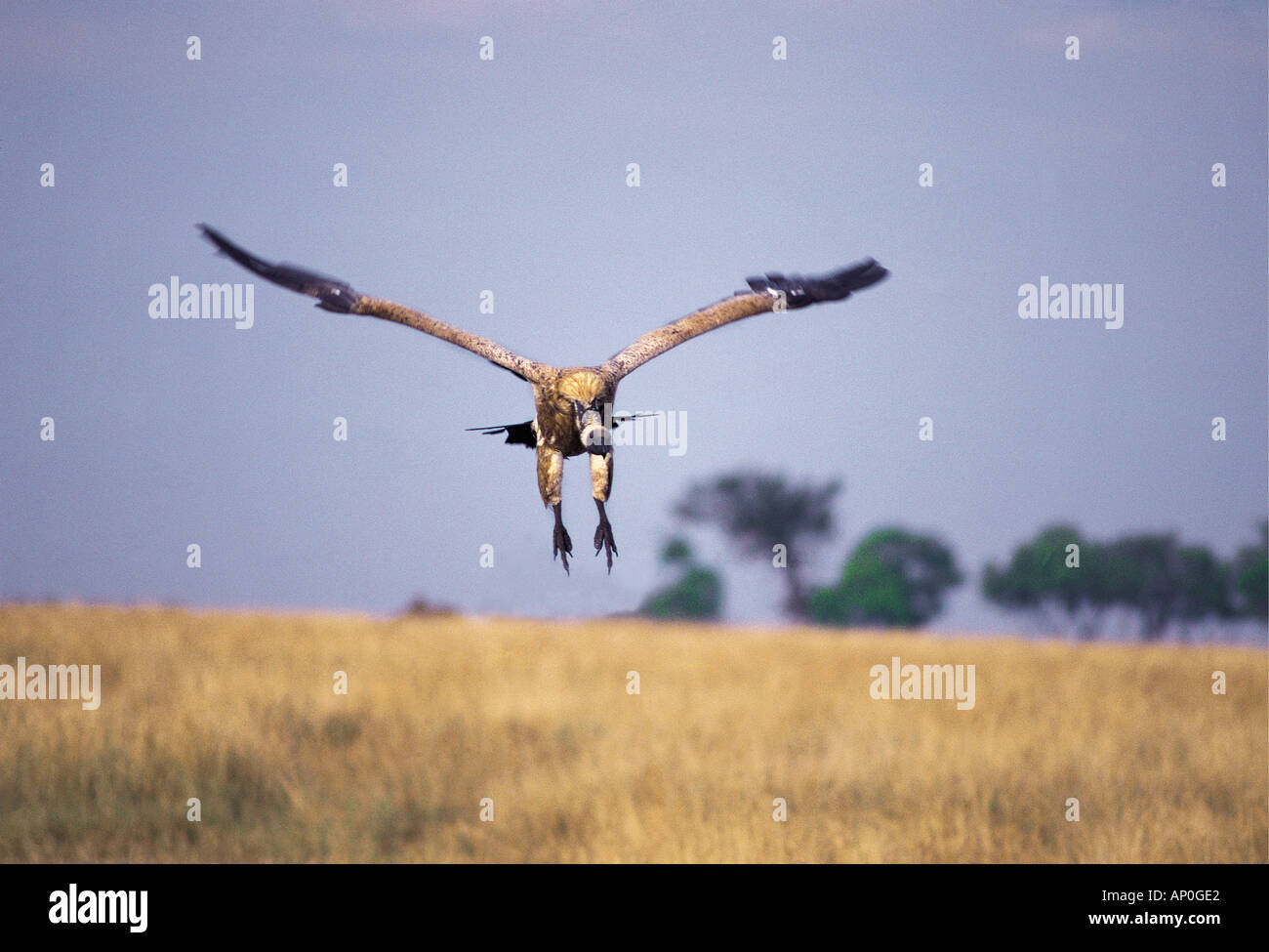 White backed Vulture alighting at a kill Masai Mara National Reserve Kenya East Africa Stock Photo
