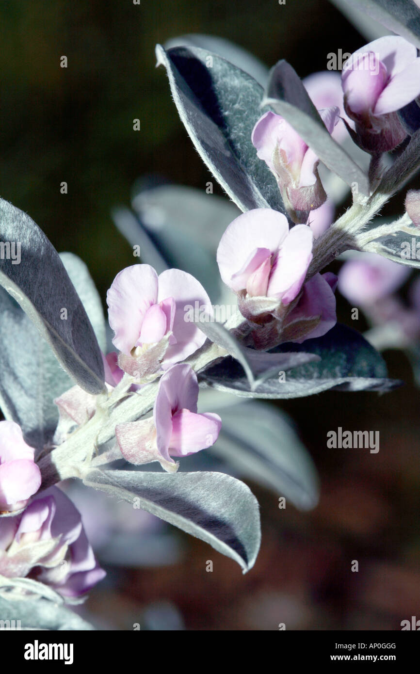 Lesser Bush Sweet Pea-Podalyria sericea-Family Leguminosae Stock Photo