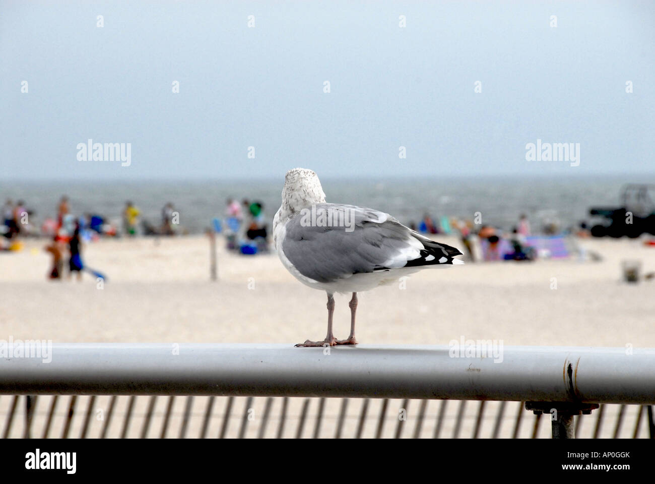 Sea Gull watching over Jones Beach Long Island New York USA Stock Photo