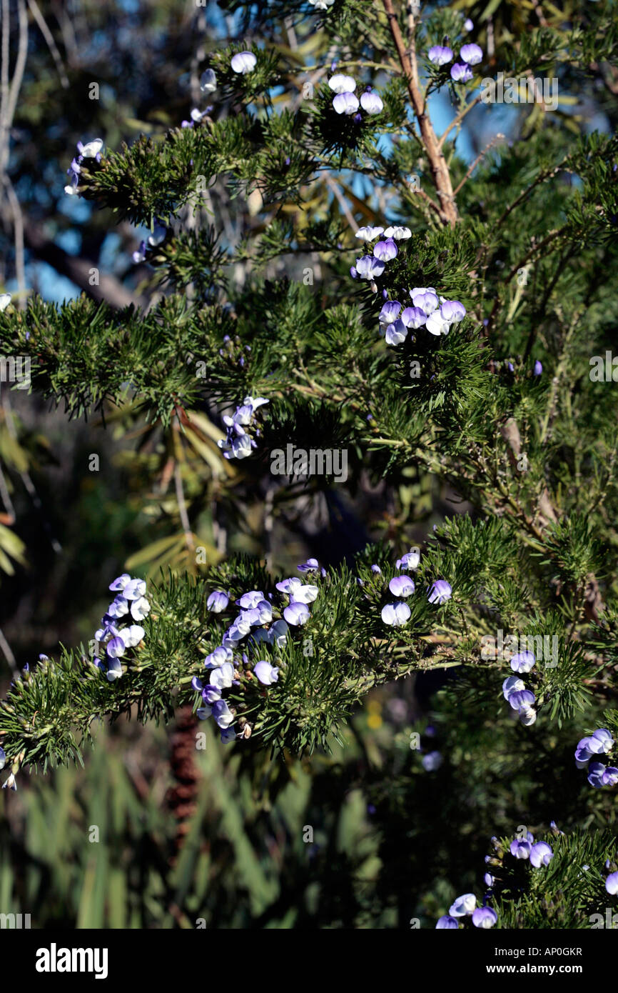 Fountain Bush/Blue Broom/ African scurfpea-Psoralea pinnata-Family Leguminosea Stock Photo