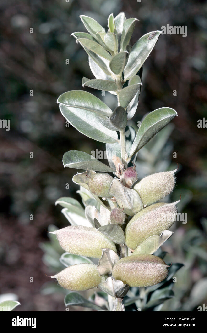 Lesser Bush Sweet Pea seed pods-Podalyria sericea-Family Leguminosae Stock Photo