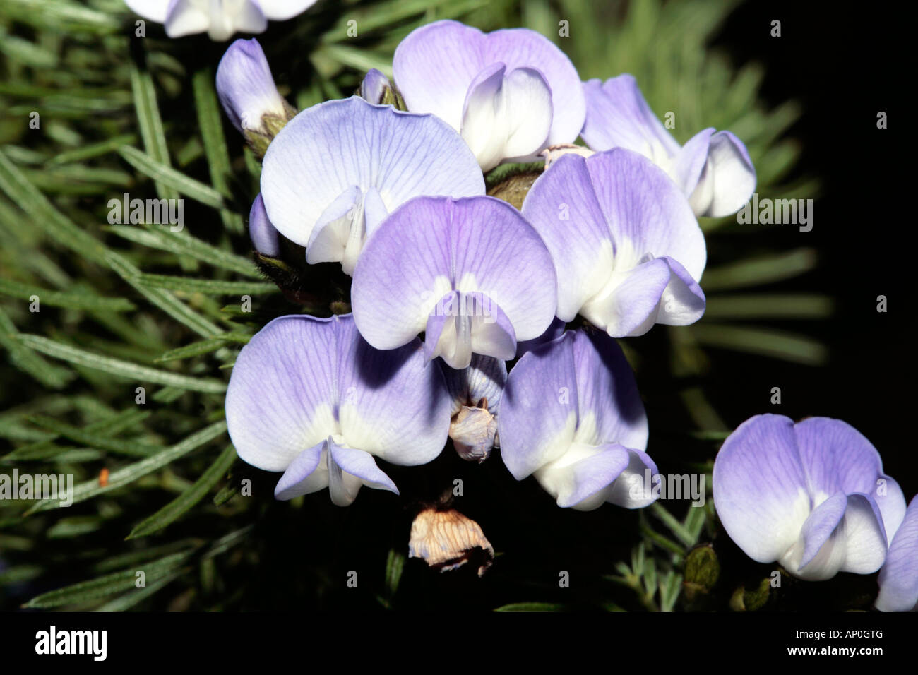 Fountain Bush/Blue Broom/ African scurfpea-Psoralea pinnata-Family Leguminosea Stock Photo