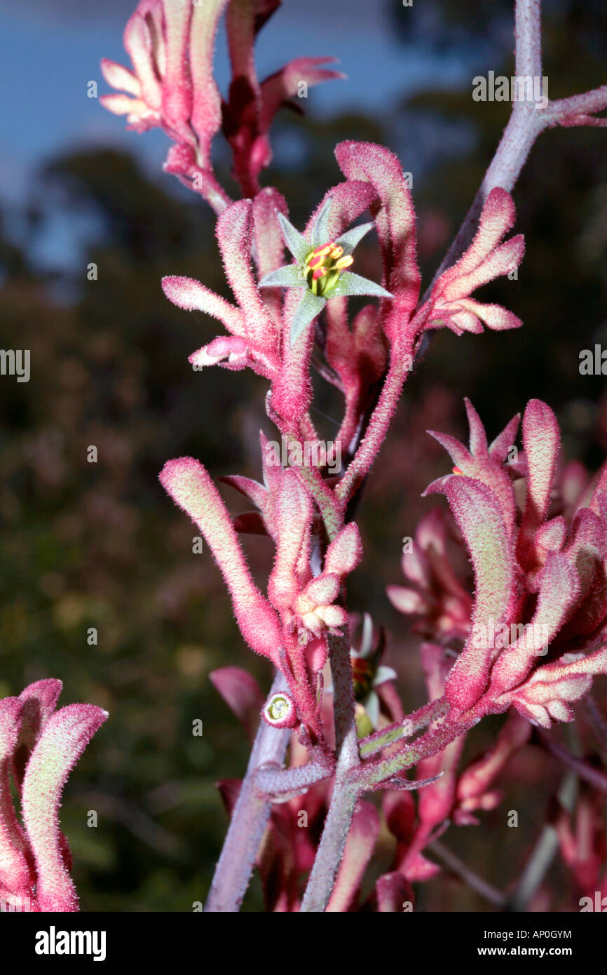 Kangaroo Paw Flowers-Anigozanthos- Family Haemodoraceae Stock Photo